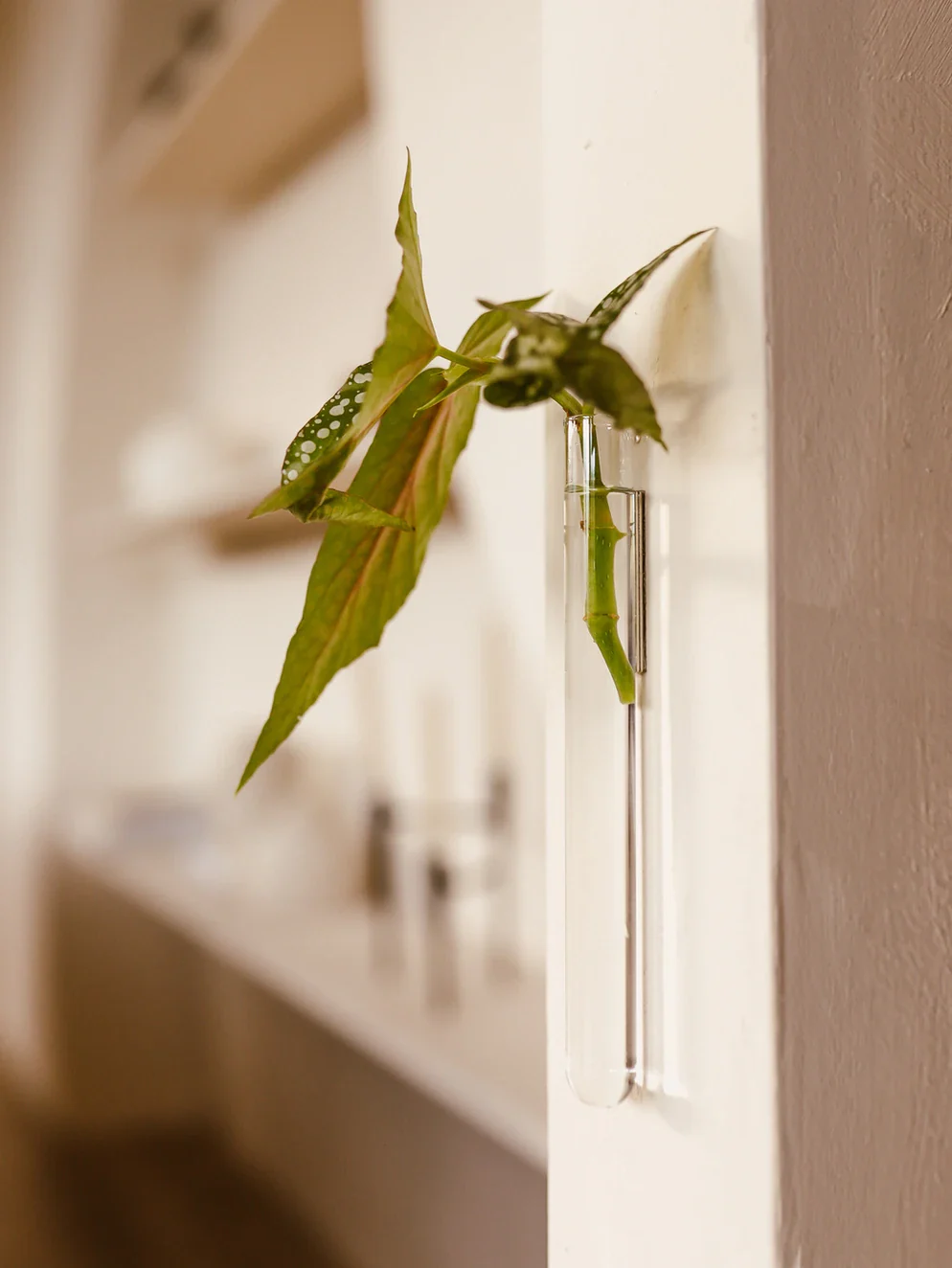 Vases magnétiques transparent - Walleaf ( 3 pièces )